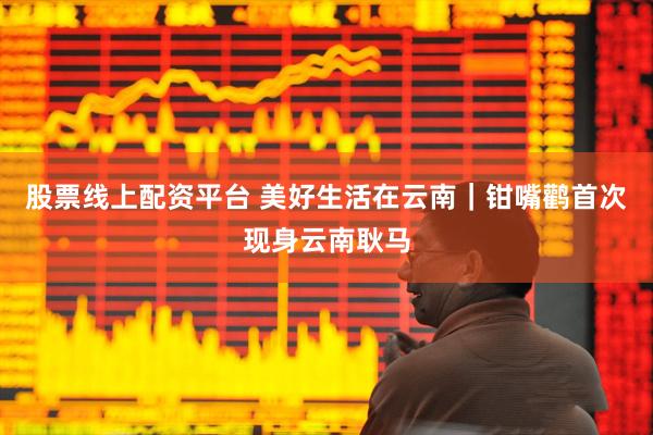 股票线上配资平台 美好生活在云南｜钳嘴鹳首次现身云南耿马